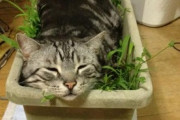 【ねこ画像】植木鉢にいたずら中の子猫ちゃん…わんぱくさがたまりませんねwww