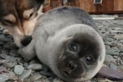 【朗報】イヌ、アザラシの赤ちゃんを育てる