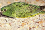 絶滅危惧の夜行性インコ、暗視能力はいまひとつ？