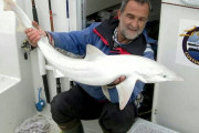 とても珍しい全身真っ白な「サメ」が発見される　白変種の可能性　イギリス
