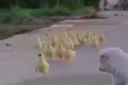 【子イヌ】 ヒヨコの軍団が走ってきた。負けないぞぉ！ → 可愛い競争が始まった…