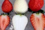 まるで完熟した…　栃木県が開発、知事絶賛の白いイチゴ