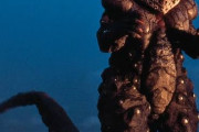 特撮の１話怪獣って印象に残る奴とそうじゃない奴で別れるよね