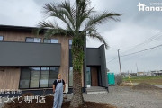 父親「庭にヤシの木植えたい、3本で150万円」