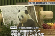 神戸市王子動物園のパンダ「タンタン」、剥製にして中国に返還へ