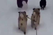 子イヌたちが雪道を散歩していた。これがボクのスタイル♪ → １匹はカワウソです…