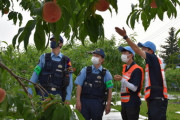 【悲報】山梨県で桃14400個とトウモロコシ1200本が盗まれる