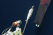 世界最大の生物発光を持つ　超レアな深海イカが撮影される（動画あり）　