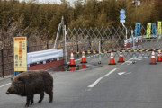 【福島】立入禁止区域で増える動物、放射線の影響は？ チェルノブイリに似た状況