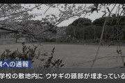 【静岡】小学校敷地内でウサギの頭部を発見→カラスが埋めてたと判明