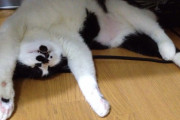 【ねこ画像】暑い季節は変な格好に事欠かない、とびだしミケにゃん ほか