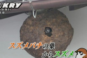 【山口】スズメバチの巣にスズメ