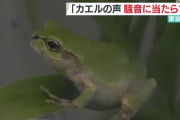 「隣の庭のカエルがうるさい」として住民が隣人を訴えた結果ｗｗｗｗｗ