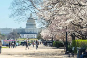 もうこんな時期だねえ　〜　【朝鮮日報】「世界で最も成功した広報文化外交」　ワシントンで桜満開、日本の時間がやって来た