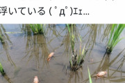 【悲報】暑すぎて田んぼの水が熱湯に → ザリガニがボイルされてしまう