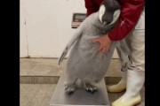 【動画】ペンギン「イヤや！ワイは体重を計られとうないんや！！」