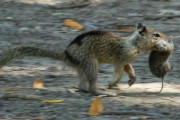 ネズミを捕食する肉食リス、米カリフォルニア州で初確認