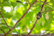 【セミの地域差】東日本はミンミンゼミ、西日本はクマゼミ。アブラゼミは都会に適応せず