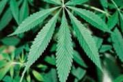 【悲報】ベトナム人、過去最大規模の大麻を日本に密輸　もはや日本は違法薬物の一大マーケットと化している模様