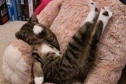 【ねこGIF】ジャンプする子猫ちゃんを見守るおかあにゃん…何気ないフォローもバッチリですねwww
