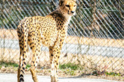 歩いて行ける場所にある動物園の年間パスを2千円で買って、週に1回程度仕事を早上がりして通ったら体重が減って増えることない