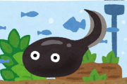 【画像】僕、おたまじゃくしみたいな魚を飼育してしまう