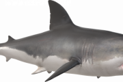 【悲報】　ホホジロザメ、衝撃的な理由で姿を消す・・・