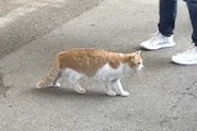 【動画】道路の真ん中で突然フリーズした猫が話題に。人が集まっても停止状態のまま。
