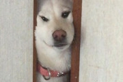 何故犬は挟まるのが好きなのか