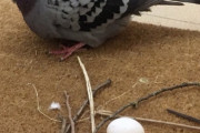 【画像】鳩「卵用の巣か…ふぅ、まぁこんなもんでええやろ」