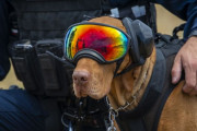 米沿岸警備隊の爆弾探知犬フェコ、フェイスゴーグルとイヤープロテクターを身に着けホイスト上昇！