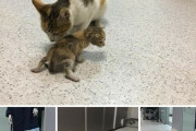 海外「人間よりも賢いネコ？ 信じがたい出来事だ・・・」病気の子猫を人間の病院へ運んだ勇敢な母ネコが話題に