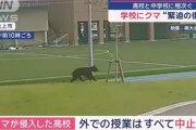 日本の北海道で新聞配達員がクマに襲われ死亡＝韓国の反応