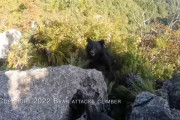 外国人「日本の登山客がクマを撃退する動画が凄まじい！」