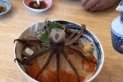 海外の友人「JAPさ、イカの踊り食いってなんだい？」僕「ああ、それはね」