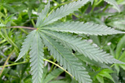 【世も末】福岡の町議が大麻売りさばく →沖縄の若年層に蔓延し高校生ら20人摘発