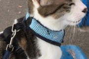 【ねこ画像】わんこと一緒にお散歩する猫さん…おやつも仲良く半分こですwww