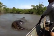 巨大アナコンダと格闘する漁師【ヘビ出演中】