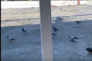 【動画】ハトさん、深淵を覗き見て戻れなくなってしまう