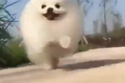 【動画】真っ白でもふもふなポメラニアンが楽しそうに走り続ける様子に心癒され元気が貰えると話題に！！