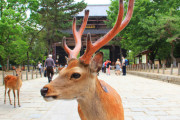 【動画】奈良公園の鹿、外国の子どもをわからせてしまうｗｗｗｗｗｗ