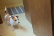 イヌが赤ちゃんと遊んでいた。猫は見てるだけ → 子守上手な犬はこちらです…