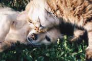 「犬猫保護した！」←わかる　「よっしゃYouTubeにあげて一金儲けや！」←わからない