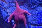 【画像】ケツがデカいヒトデ、発見されるｗｗｗｗｗｗ