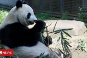 海外「神に感謝。中国の誇りだ」上野動物園で双子のパンダ誕生