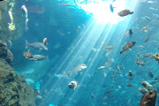 東京駅から越前松島水族館まで歩く ７