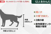【恐怖】130cmの四国犬が小学生12人を噛みまくる