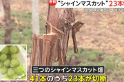 “シャインマスカット”の木23本が切断　ブドウ盗まず目的は？1000万超の損害に　山梨
