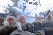 海外「今の時期は日本で温泉に浸かるニホンザルが見られる！」長野の地獄谷野猿公苑に対する海外の反応