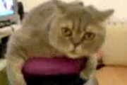 【動画】猫と動く椅子　・・・テンパッてるのかな？【再】